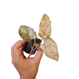 Cissus variegata