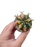 Gymnocalycium red dragon