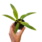 Anthurium bakeri