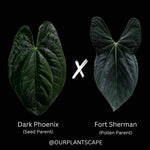Anthurium dark phoenix x fort sherman