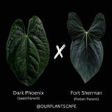 Anthurium dark phoenix x fort sherman