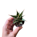 Sansevieria pinguicula (walking Sansevieria)