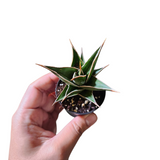 Sansevieria pinguicula (walking Sansevieria)