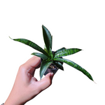 Sansevieria coppertone hybrid