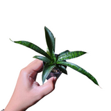 Sansevieria coppertone hybrid