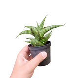 Sansevieria sindoro