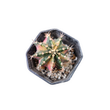 Gymnocalycium aura dream