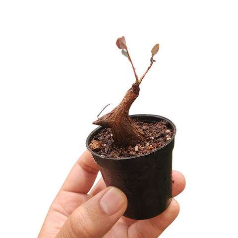Phyllanthus mirabilis
