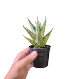 Sansevieria nakhon luang