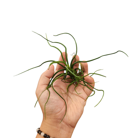 Bulbosa