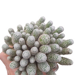 Mamillaria humboldtii