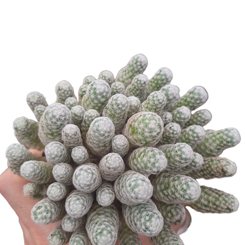 Mamillaria humboldtii