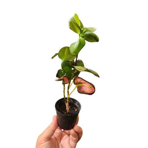 Croton apple mini