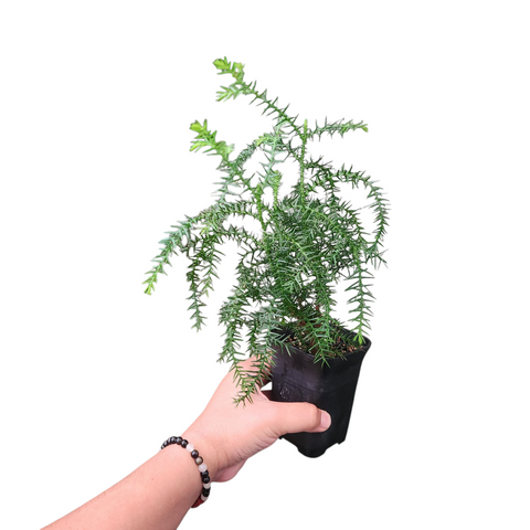 Araucaria cunninghamii