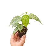 Philodendron sodiroi