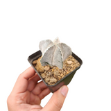 Astrophytum myriostigma onzuka