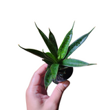 Sansevieria black ant