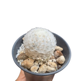 Mamillaria