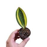 Sansevieria masoniana variegata