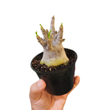 Adenium arabicum 'black'
