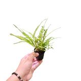 Asplenium kenzoi