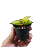 Sansevieria robusta variegata