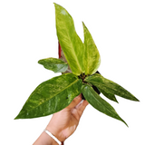 Anthurium hookeri hybrid