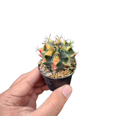 Gymnocalycium red dragon