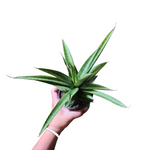Sansevieria tower hybrid
