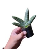 Sansevieria sumo