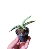 Sansevieria lavranos 1970