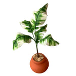 Variegated Musa aeae (Clay Plant)