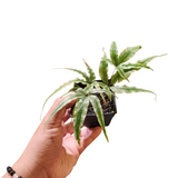 Pteris sp (Thai)