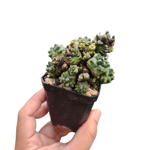 Gymno montrose