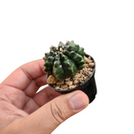 Gymno inermis