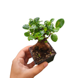 Ficus microcarpa (seed grown)
