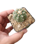 Astro kikko select form