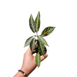 Bignonia argyeo violscens