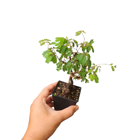 Caesalpinia coriaria
