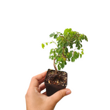 Caesalpinia coriaria