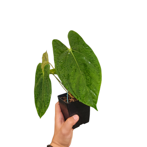Anthurium dark phoenix x fort sherman