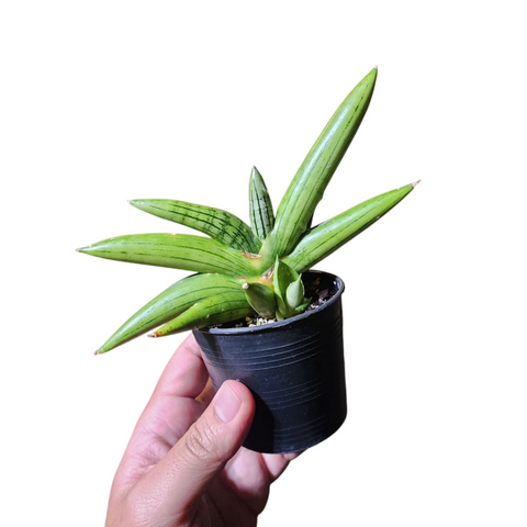 Sansevieria iceman