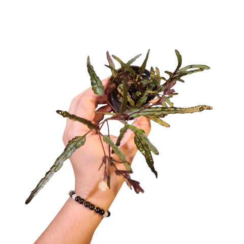 Hemigraphis repanda (dragon tongue plant)