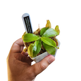 Nepenthes (viking x amp) x ampullaria BM