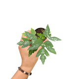 Adenia metamorpha