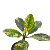 Plumeria rubra variegata