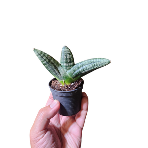 Sansevieria sumo