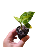 Aglaonema pictum tricolour (round form)