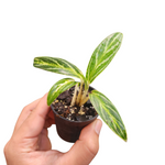 Aglaonema bai kaw