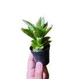 Sansevieria pagoda hybrid